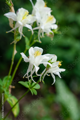 detailed close up of Aquilegia Kristalle  White Star 