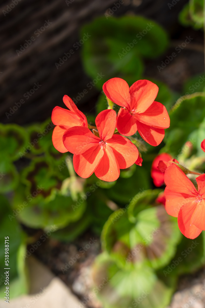 detailed close up of Pelargonium inquinans, the scarlet geranium detailed close up of Pelargonium inquinans, the scarlet geranium