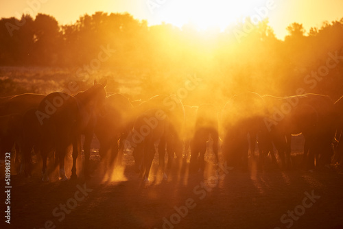 Horses walk in the paddock in the evening sunlight in summer. The silhouette of the horses stands against the backdrop of the setting sun