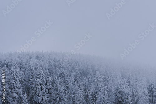Bäume im Schnee und Nebel