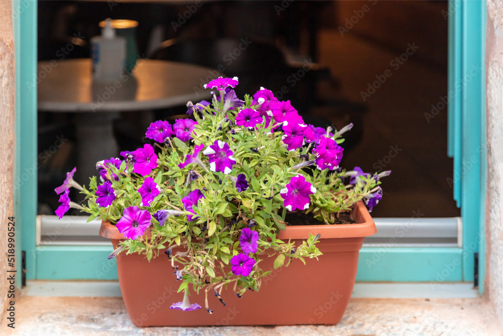 Petunia hybrida bright purple flower, blooming plant in brown pot on window sill background. Petunia hybrida bright purple flower, blooming plant in brown pot on window sill background.