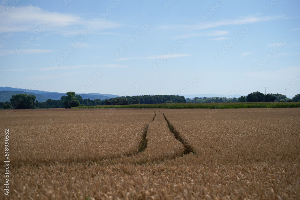 wheat field in the countryside