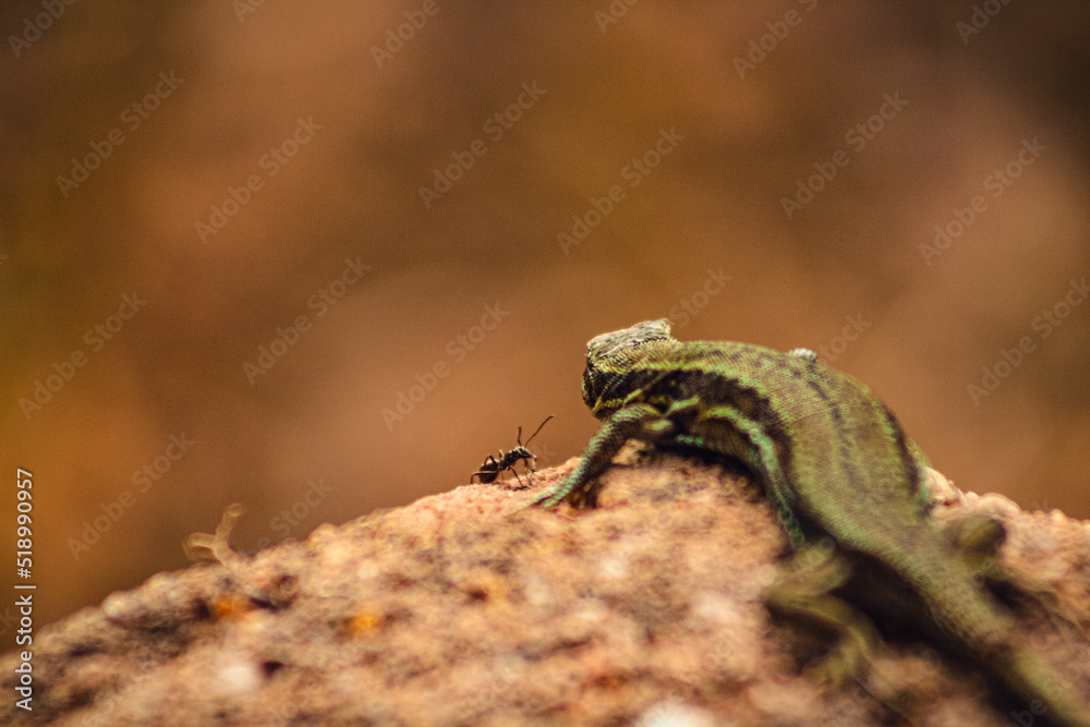 Obraz premium Two Friends