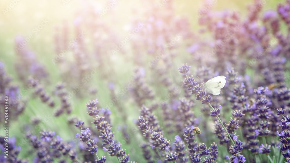 Naklejka premium Weißer Schmetterling (Kohlweißling) in einem Lavendelbusch