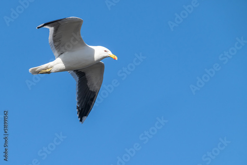 Blackback gull in flight overhead