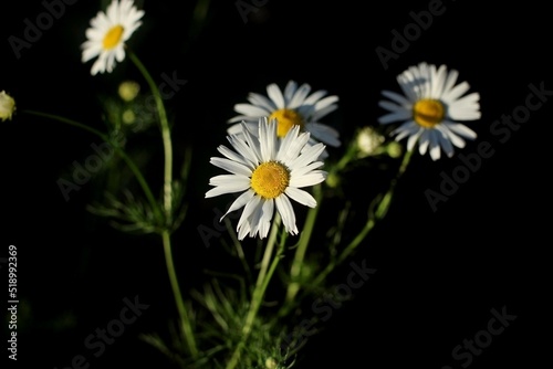 white daisies with green stem on black background
