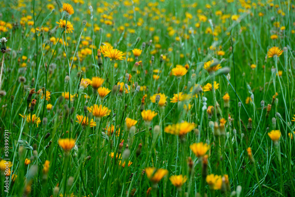 Yellow flowers in field