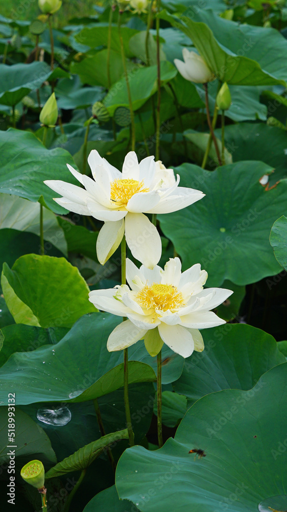 lotus and lotus leaves in the lotus field lotus and lotus leaves in the lotus field