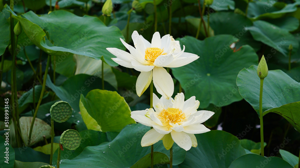 lotus and lotus leaves in the lotus field lotus and lotus leaves in the lotus field
