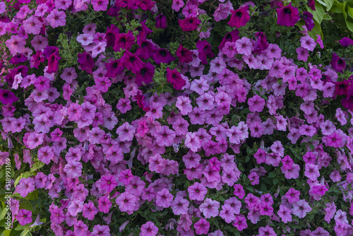 purple and white flowers background