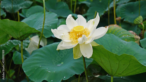lotus and lotus leaves in the lotus field