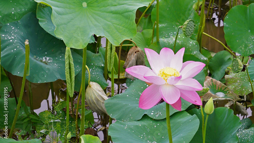 lotus and lotus leaves in the lotus field photo