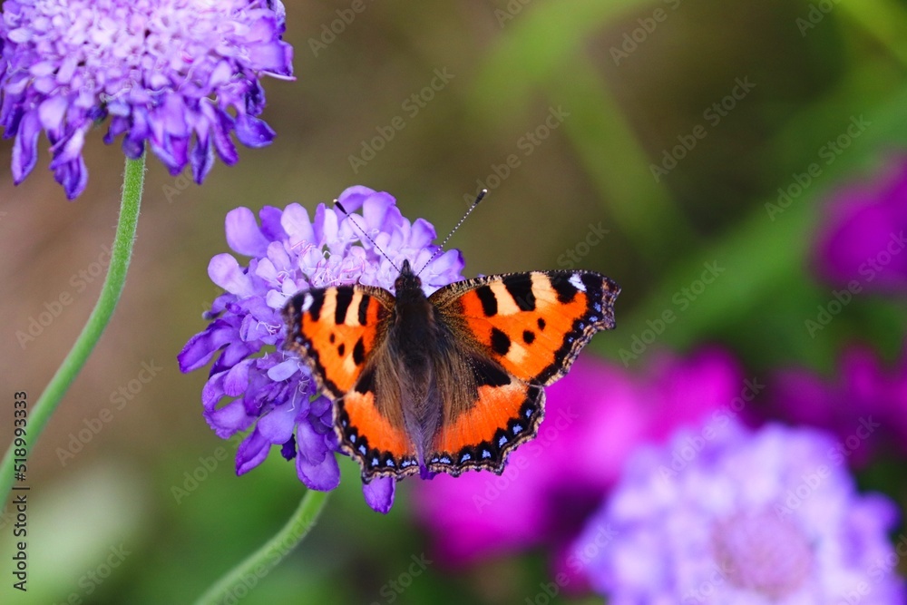 Schmetterling Kleiner Fuchs auf einer Blume Schmetterling Kleiner Fuchs auf einer Blume