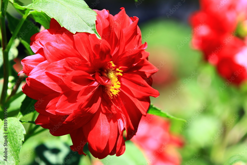 beautiful view of blooming Dahlia flowers,close-up of red Dahlia flowers blooming in the garden beautiful view of blooming Dahlia flowers,close-up of red Dahlia flowers blooming in the garden
