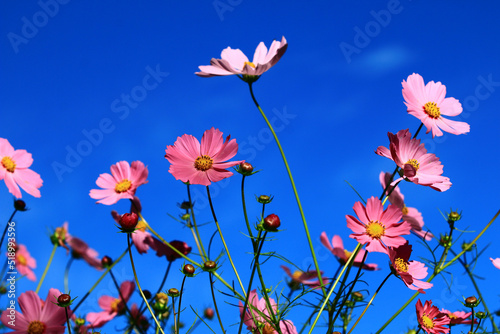 Fototapeta Naklejka Na Ścianę i Meble -  beautiful view of Cosmos bipinnatus(Garden cosmos,Mexican aster) flowers with blue sky background,many colorful flowers blooming in the field at sunny summer