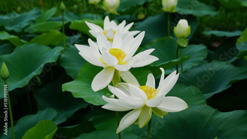 lotus and lotus leaves in the lotus field