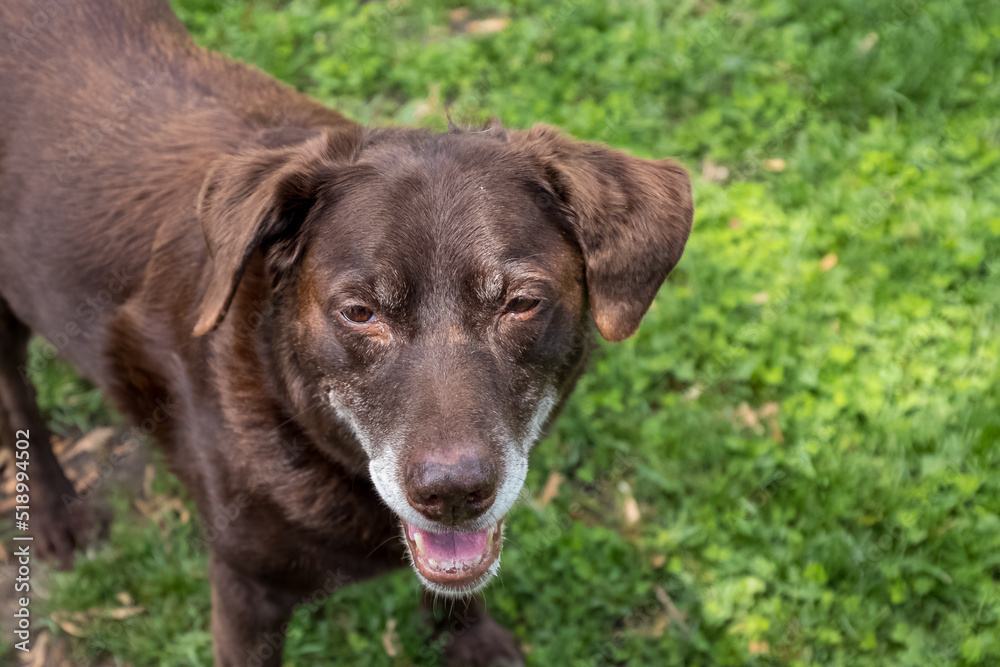 Senior chocolate labrador retriever smiling with gray muzzle and eyebrows while enjoying nature. Senior chocolate labrador retriever smiling with gray muzzle and eyebrows while enjoying nature.