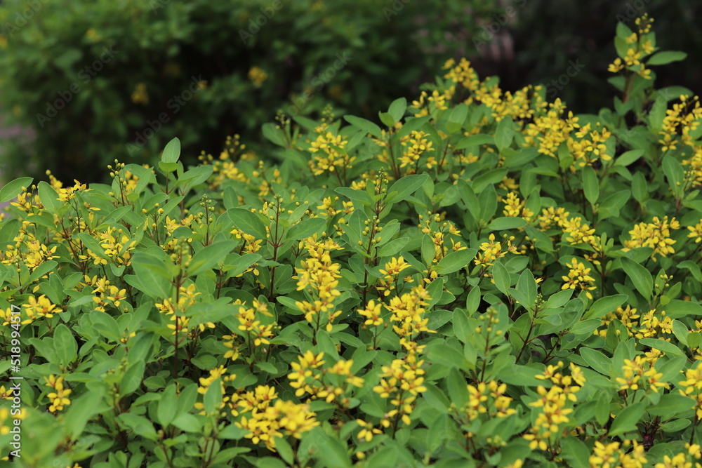 yellow flowers background with green leaves yellow flowers background with green leaves