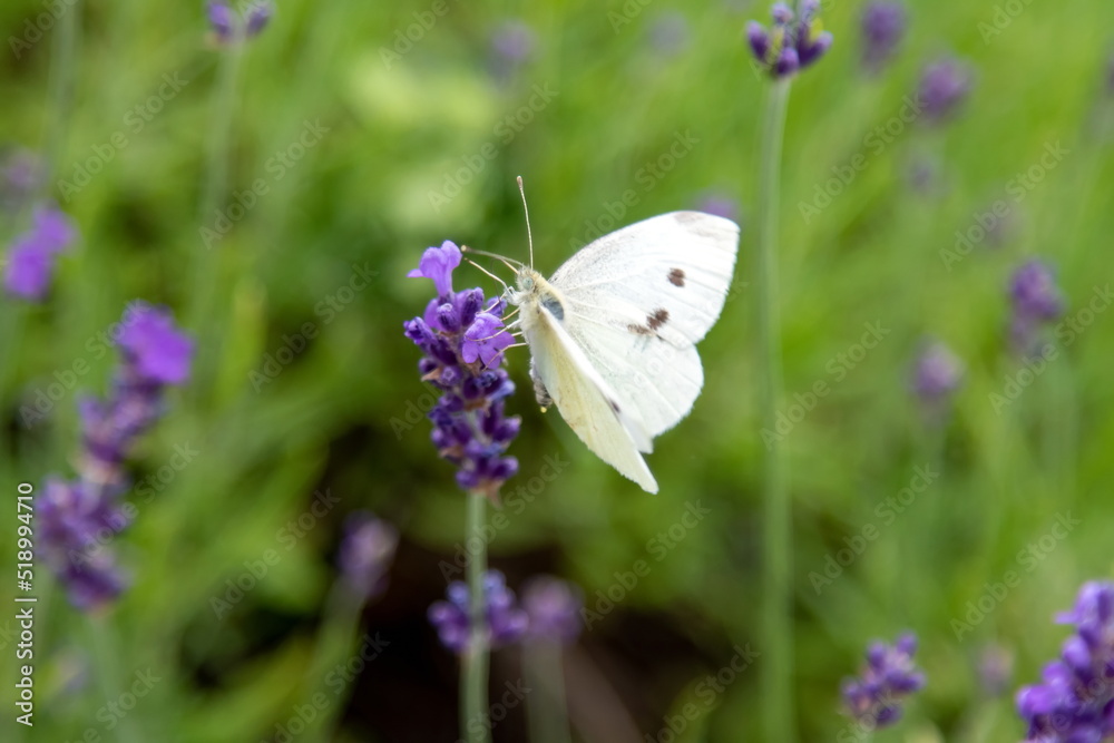 Naklejka premium Kohlweißling an Schopflavendel