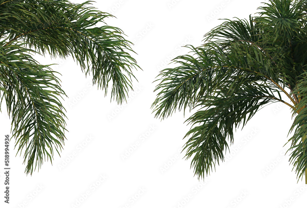 Foreground A tree with flowers on a white background. Foreground A tree with flowers on a white background.