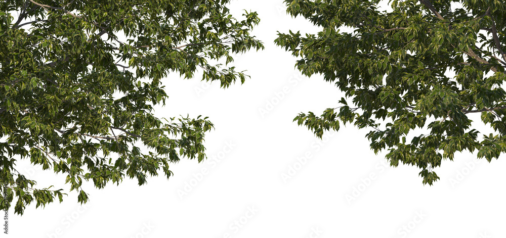 Foreground A tree with flowers on a white background. Foreground A tree with flowers on a white background.