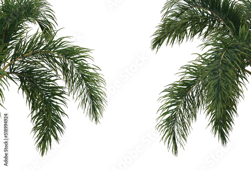 Foreground A tree with flowers on a white background.