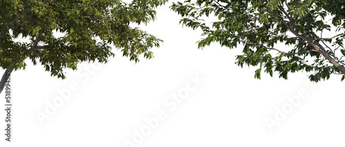 Foreground A tree with flowers on a white background.