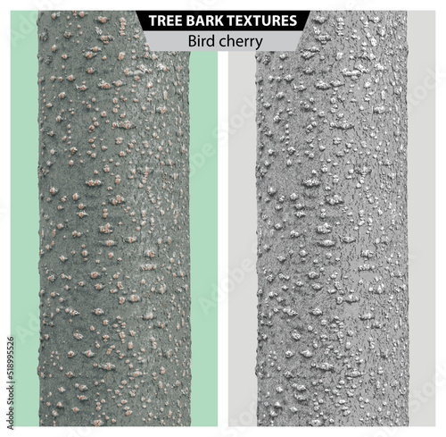 The texture of the bird cherry bark. Vector isolated realistic black and white and multicolor illustration of bird cherry tree trunks.