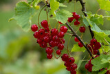 A bunch of fresh, juicy, healthy red currants. Fruits for vegetarian food.