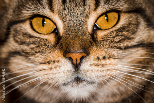 the muzzle of a fat cat clpse-up and shallow depth of field