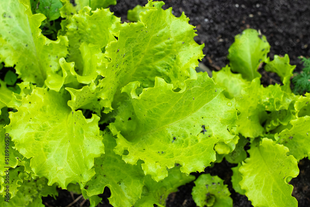 cultivation of salad, farm salt cultivation of salad, farm salt