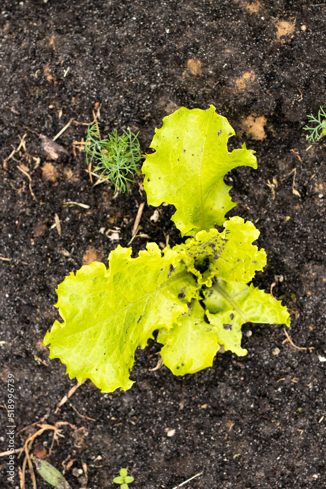 cultivation of salad, farm salt cultivation of salad, farm salt