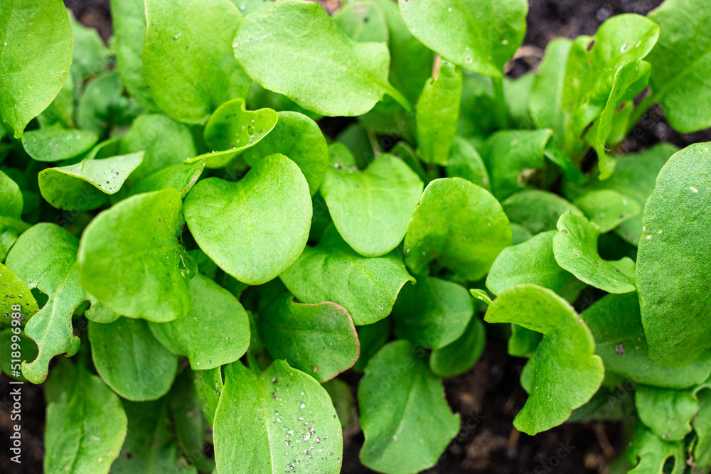 cultivation of sorrel, farm salt cultivation of sorrel, farm salt