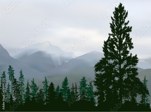 dark fir forest on light grey mountains background