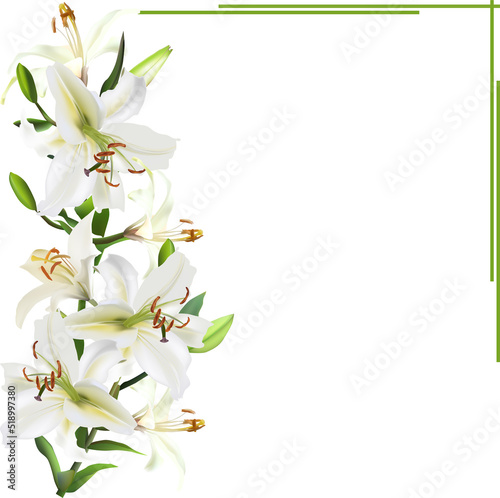 light lilies vertical branch isolated on white