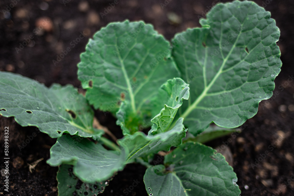 cultivation of cabbage, farm salt cultivation of cabbage, farm salt
