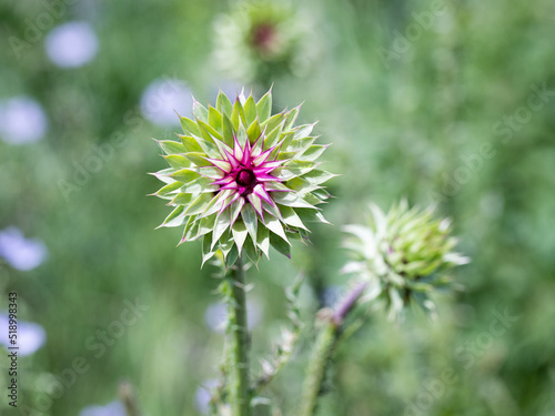 Blessed thistle pink flowers  close-up. Herbal medicinal plant Silybum marianum. pink thistle flowers