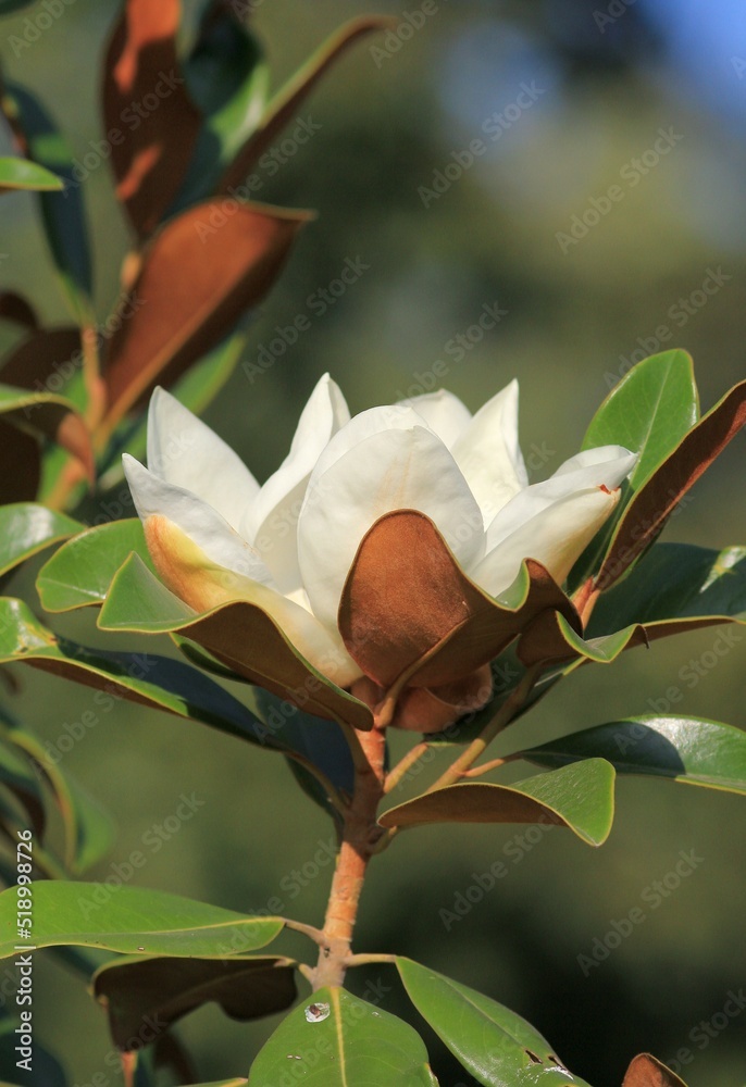 Fototapeta premium Large white Magnolia grandiflora flower close-up on a blurry background