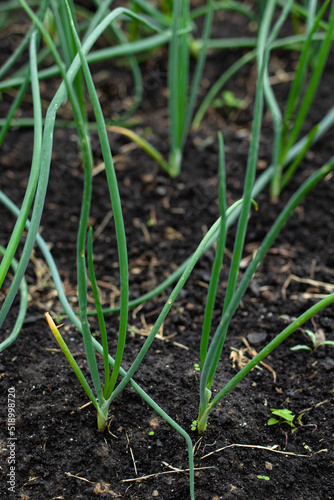 cultivation of green onion, farm salt