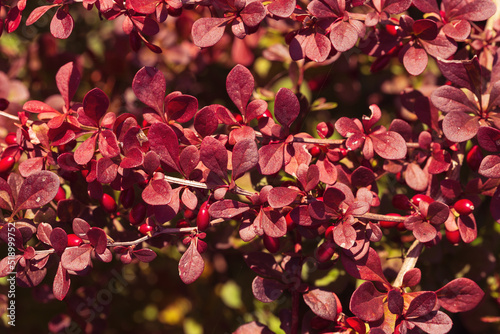 red leaves on a bush of decorative dogwood bush