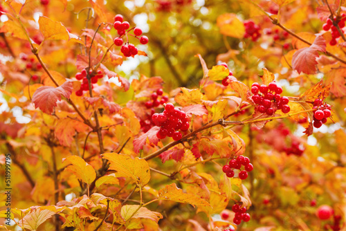 Ripe berries and brightly colored autumn leaves