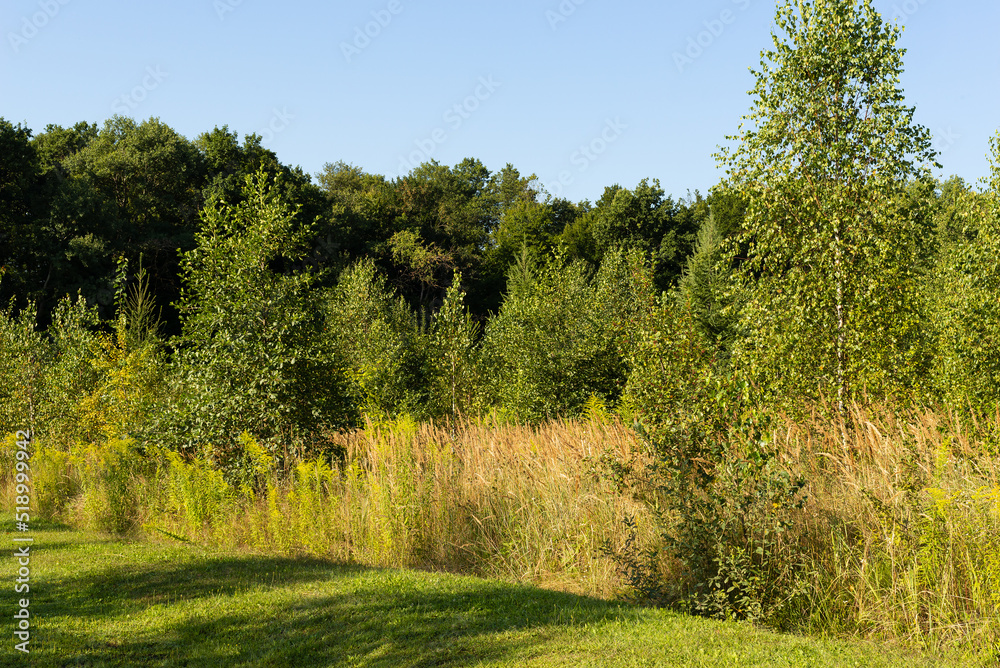 Autumn landscape with forest outskirts and lush vegetation