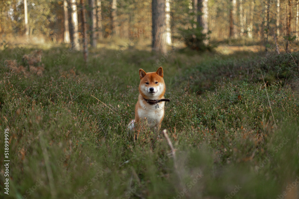 Red dog sits in a field resting. Happy pet in nature. Shiba Inu smiling