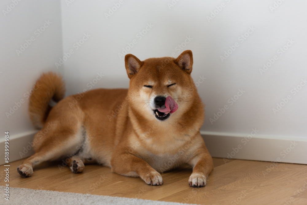 Shiba inu dog sleeps in yellow armchair at home. The pet is resting Shiba inu dog sleeps in yellow armchair at home. The pet is resting