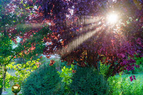 Wassernebel mit Sonnenstrahlen bei Beregnung im Sommergarten photo