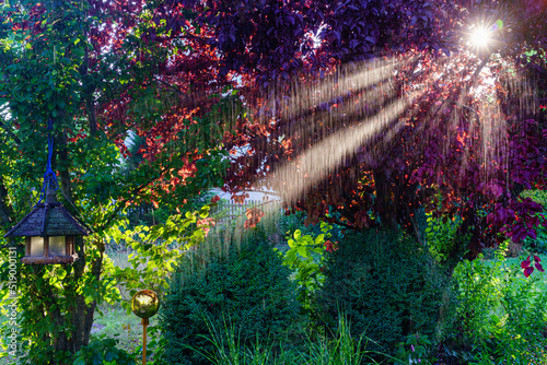Wassernebel mit Sonnenstrahlen bei Beregnung im Sommergarten photo