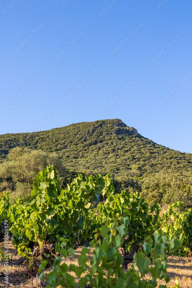 Vue au coucher du soleil du vignoble Saint-Chinian près du hameau de Ceps à Roquebrun