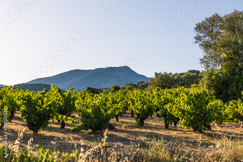 Vue au coucher du soleil du vignoble Saint-Chinian près du hameau de Ceps à Roquebrun photo
