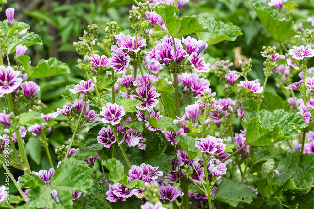 A beautifully flowering bush of mallow mallow, variety of Zebrina on a sunny summer day