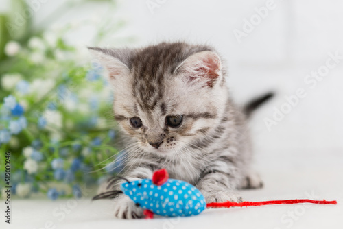 A small striped gray-white kitten is playing with mouse toy. Selective focus